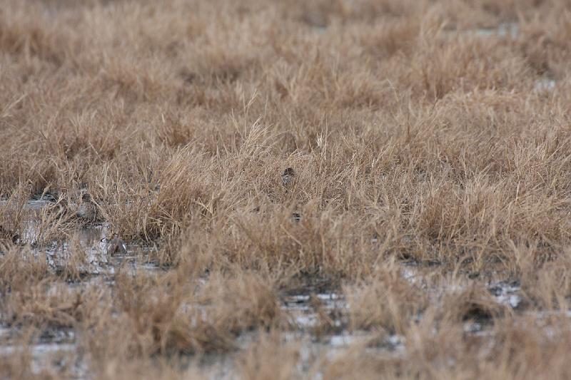 Concealed Ducks-How many.jpg